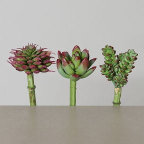 Mini Succulentes Mauve-Vert Set De 3