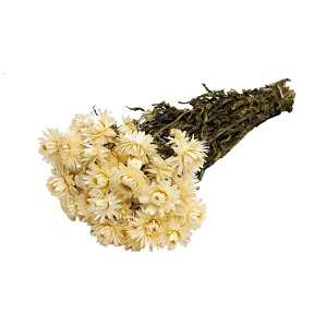 HELICHRYSUM BLANCHE 100GRS