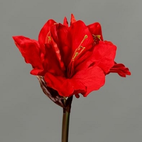 Amaryllis velours rouge 30 cm