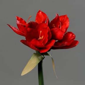 Piquet amaryllis rouge 30 cm