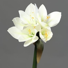 Piquet amaryllis crème 30 cm