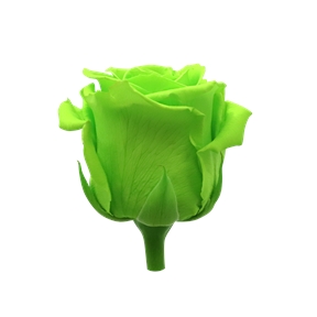 Rose stabilisée vert pomme (x 6)