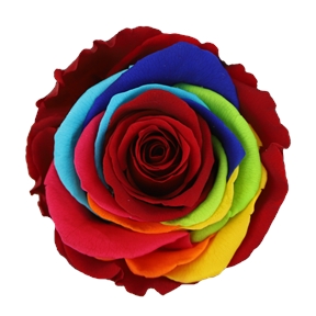 Rose stabilisée Rainbow (x 6)