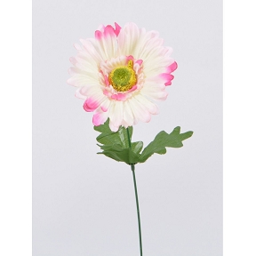 Gerbera crème-rose