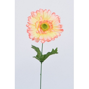 Gerbera saumon