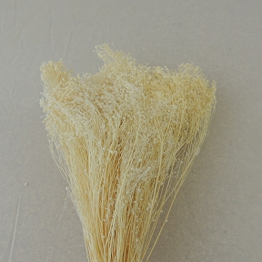 Broom bloom blanc (x100grs)
