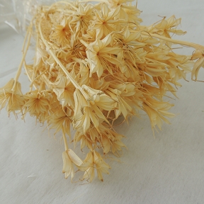 Nigelle orientalis blanc (x 100grs)