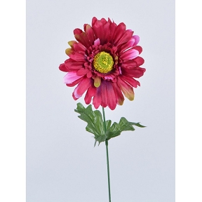 Gerbera bordeaux