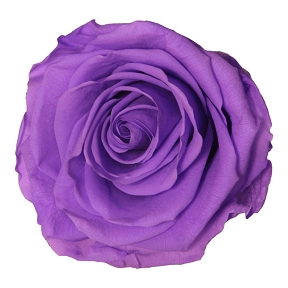 Rose stabilisée lilas vif (x 6)