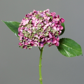 Hortensia fuchsia 44cm