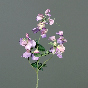 Pois de senteur rose 72cm