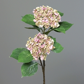 Hortensia vert-rose 80cm