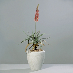 Aloe en fleur dans pot 141cm