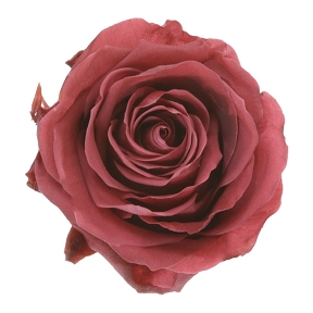 Rose stabilisée premium cranberry (x 4)