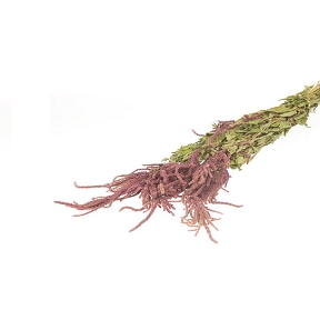 Amaranthus caudatus rouge