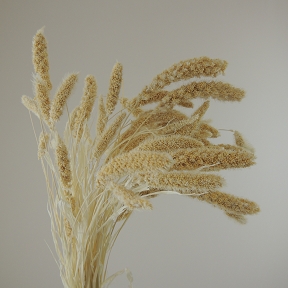 Setaria blanchi (100 grs)