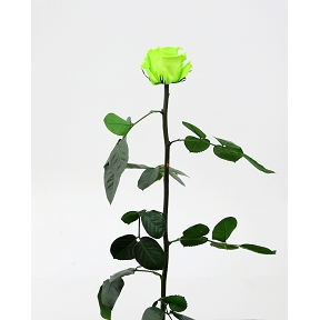 Rose stabilisée tige amorosa vert anis