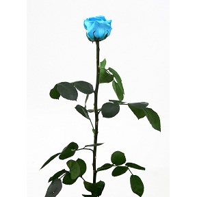 Rose stabilisée tige amorosa turquoise