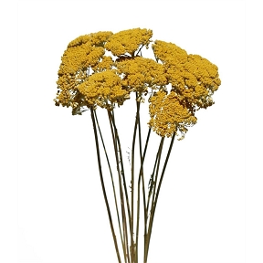 Achillea Naturelle