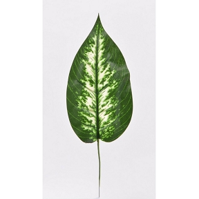 feuille dieffenbachia 43cm