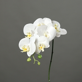 Phalaenopsis blanche ht 78 cm