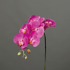 Phalaenopsis fuchsia ht 78 cm