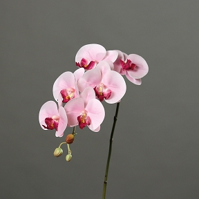 Phalaenopsis rose 78 cm