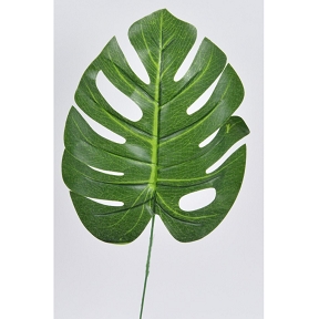 feuille phylo vert