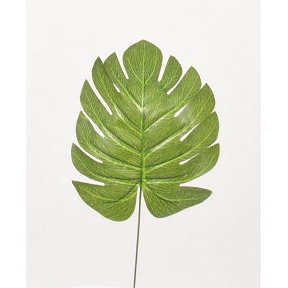 feuille phylo vert