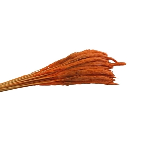 Mini pampas tail orange 100grs