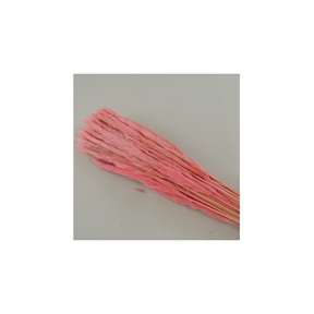 Mini Pampas Tail Rose 100grs