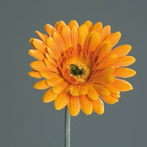 Gerbera orange 56 cm