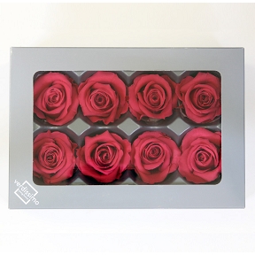 ROSE STABILISEE MEDIUM ROSE FONCE X 8