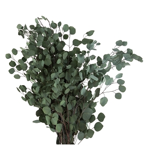 Eucalyptus populus vert