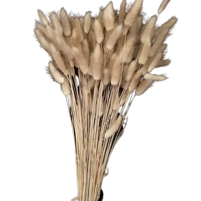 Lagurus Naturel 100grs