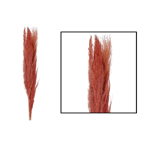 Botte pampas grass rouge 115-117cm (x 3)