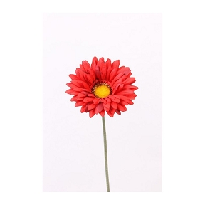 Gerbera couleur