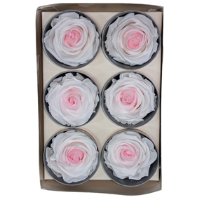 Rose stabilisée bicolore x 6