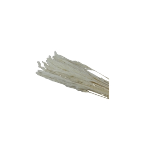 Mini Pampas Tail Blanc 100grs