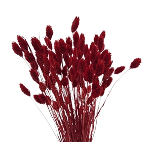 Phalaris Rouge 100grs