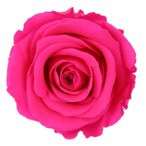 Rose stabilisée medium fuchsia (x 8)