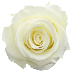 Rose stabilisée medium vanille (x 8)