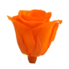 Rose stabilisée medium orange (x 8)