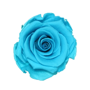 Rose stabilisée medium turquoise (x 8)