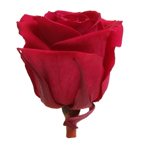 Rose stabilisée medium bordeaux (x 8)