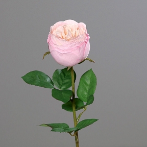 Rose Rose 56cm