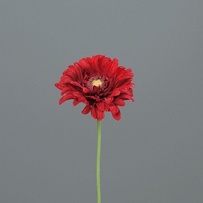 Gerbera Rouge 47cm