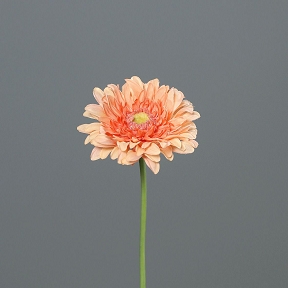 Gerbera Peche 47cm