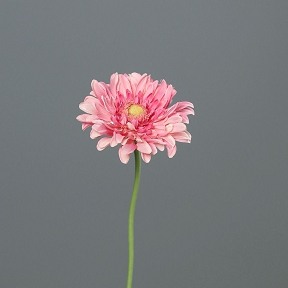 Gerbera Rose 47cm