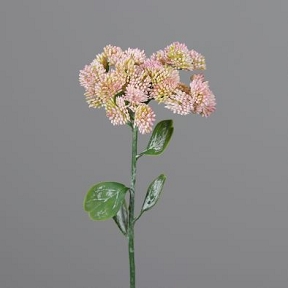 Sedum Rose Pale 46cm